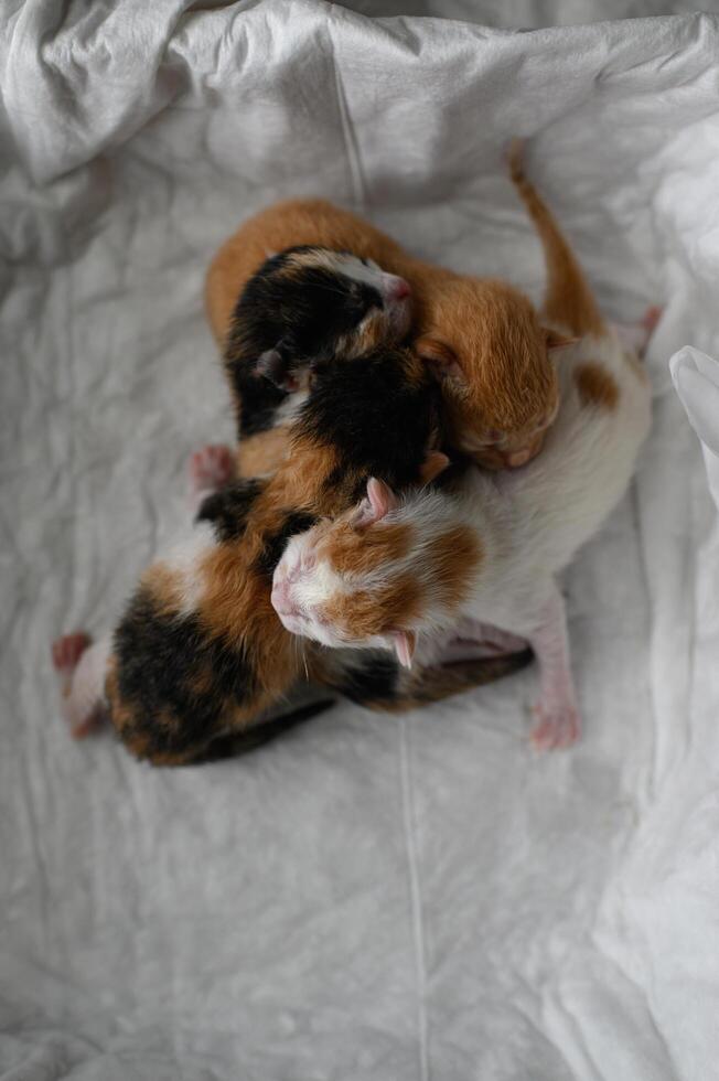 A group of four newborn kittens lies curled up in a box. Their delicate fur and gentle movements capture the innocence of their first days. photo