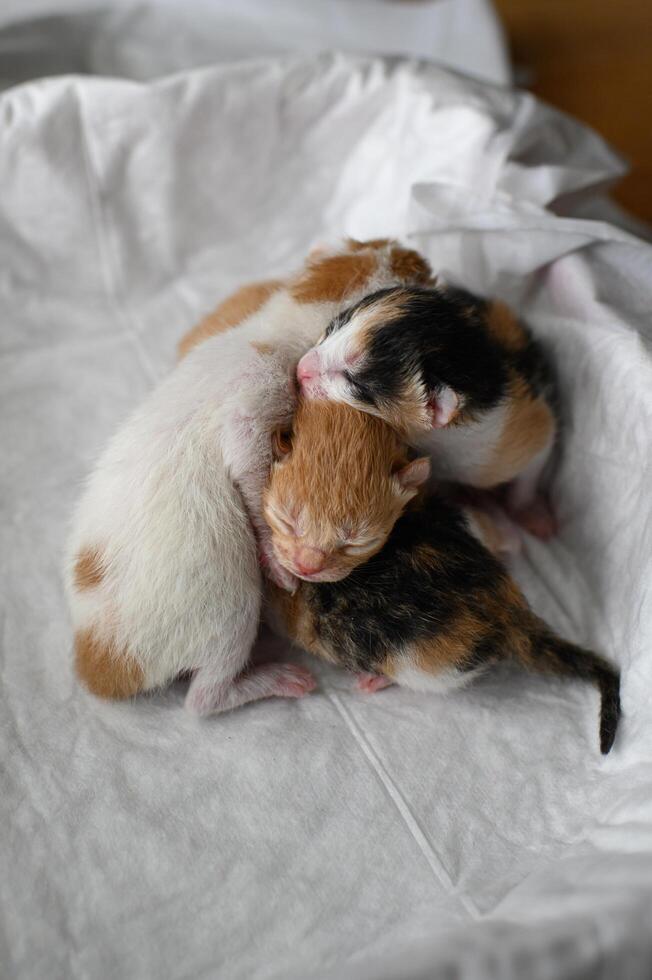 Newborn kittens rest closely together in a box with a white cloth a red one, a spotted one, and two three colored siblings. photo