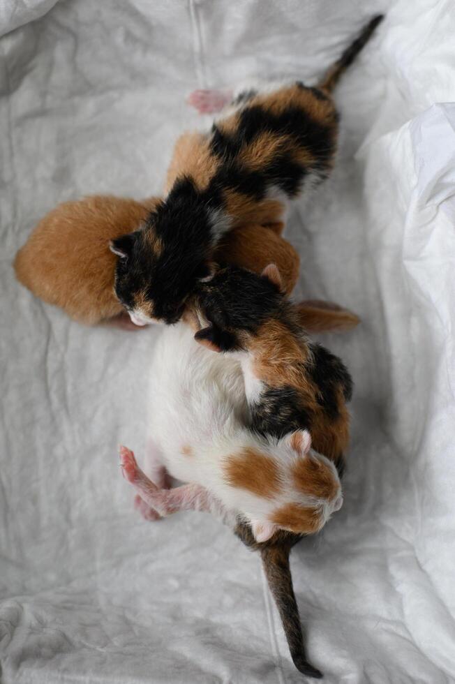 Softly lit, a white-lined box holds four tiny kittens one orange, one white with ginger patches, and two with calico fur photo