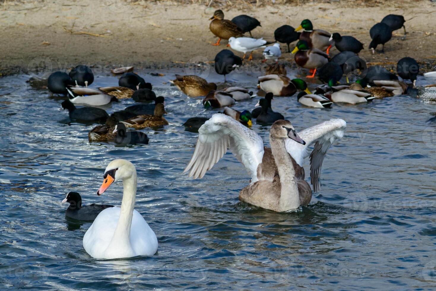 Mute swan Cygnus olor, Swan with raised wings and adult white swan against the background of ducks swim in Sukhoi Liman, Black Sea photo