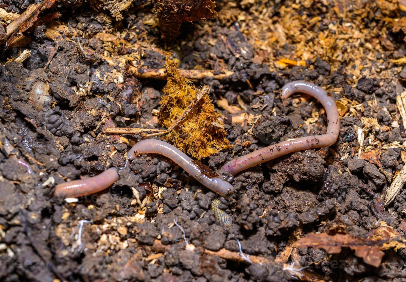 Red earthworm in a hole in the ground under the stump of an old tree, Ukraine photo