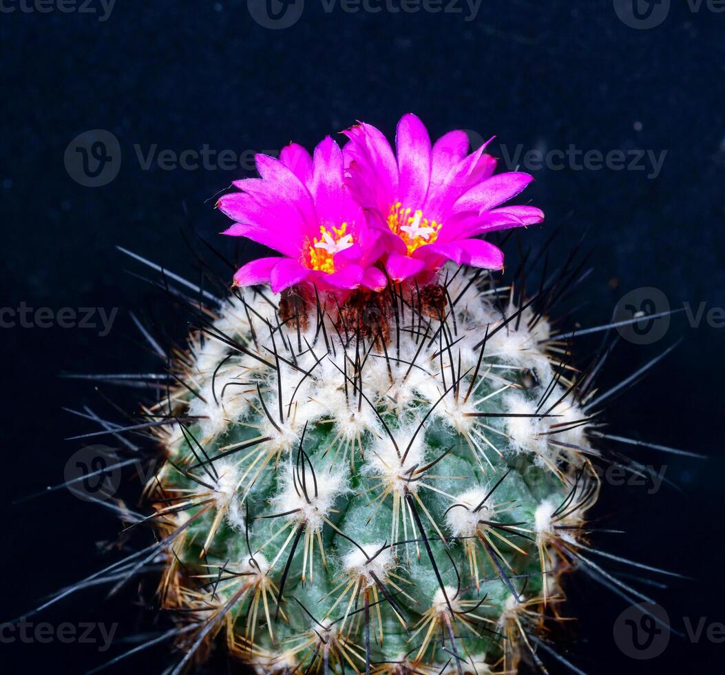 Gymnocactus viereckii - a cactus blooming with a pink flower in the botanical collection, Odessa, Ukraine photo