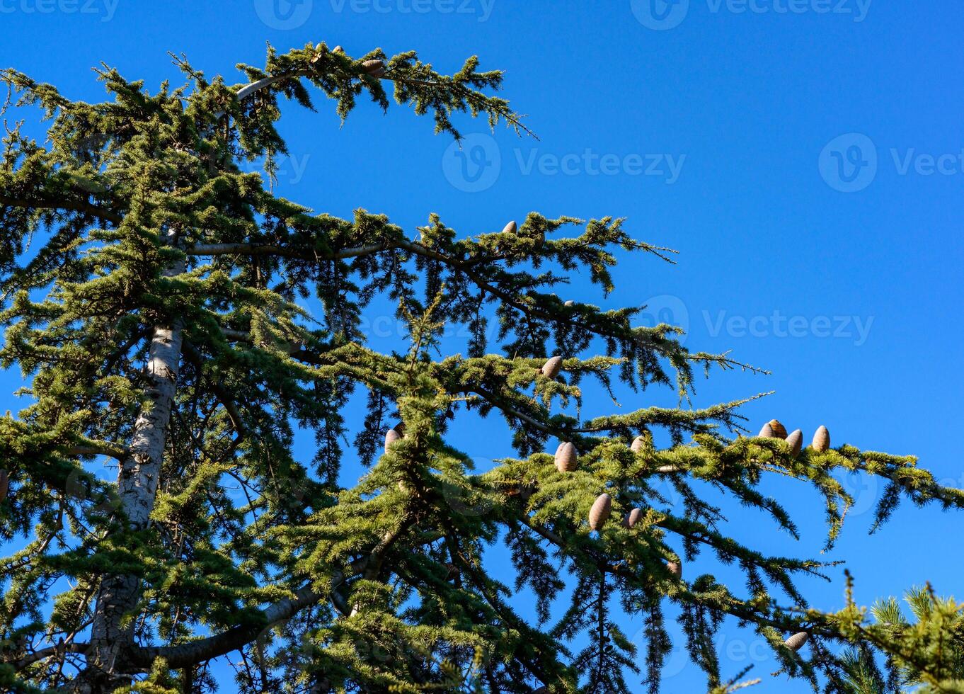 Lebanese cedar - Cedrus libani on a background of green needles, Odessa photo