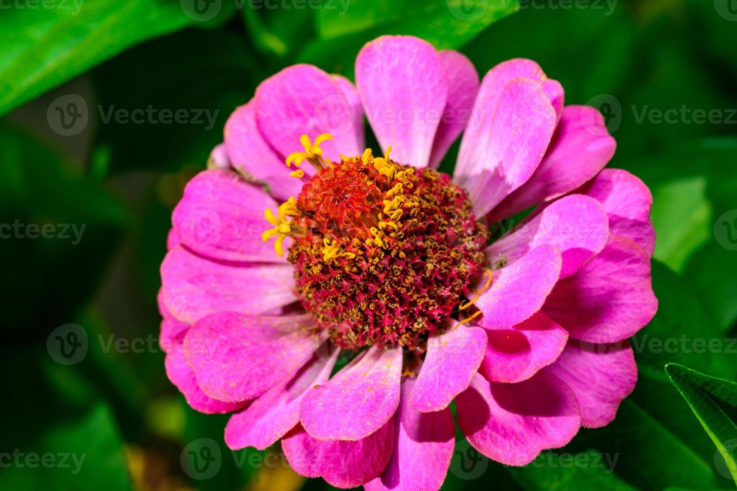 Common zinnia - flower with pink petals and yellow stamens and pistils in a garden culture photo