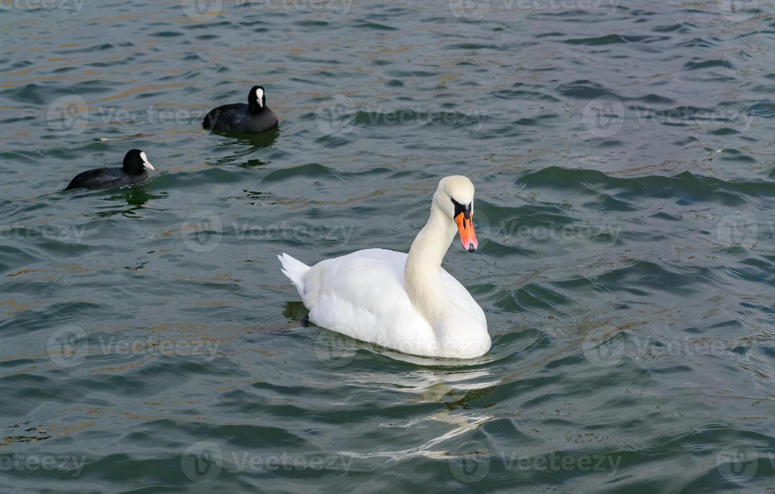 Mute swan Cygnus olor, Crooked-necked swan and two ducks swim in Sukhoi Liman, Black Sea photo