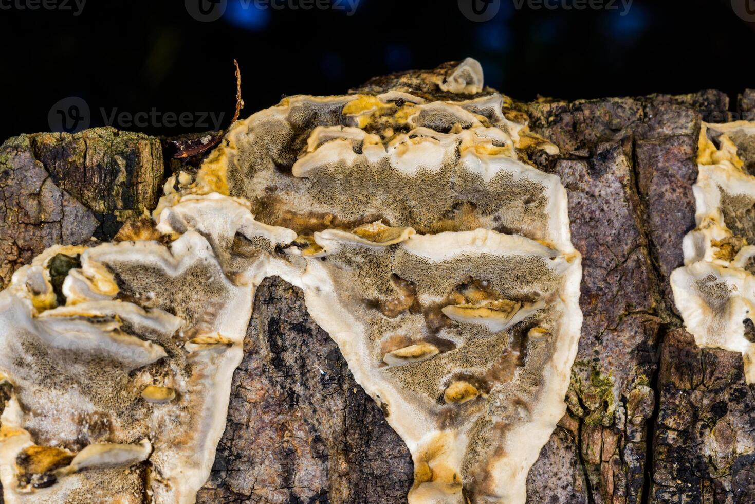 Bjerkandera fumosa, saprotrophic fungus growing on an old rotten stump of a large deciduous tree. photo