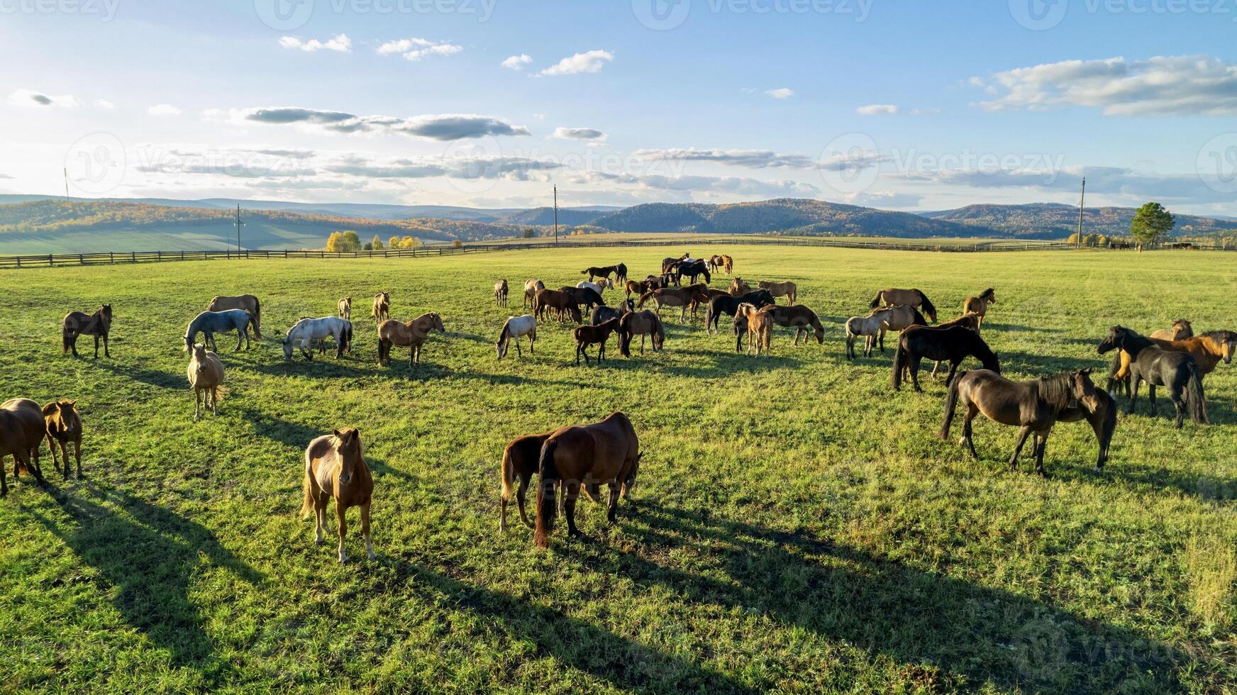 Herd of horses grazing on a field with green grass during sunset, aerial view. Autumn season. The shadow of the horses. Sunlight photo