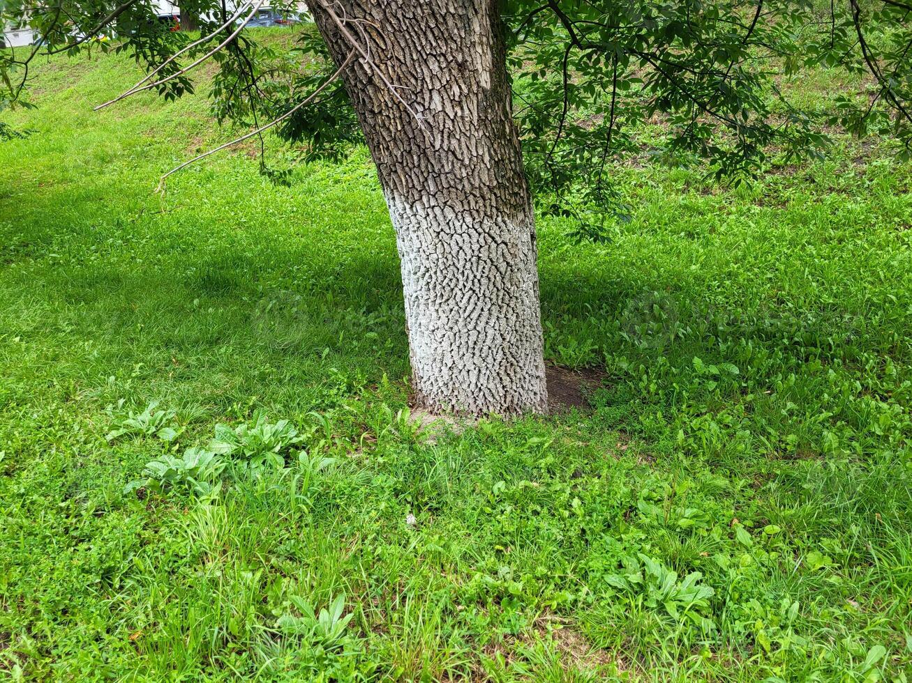 A whitewashed tree trunk in a green park on a clear sunny day. photo