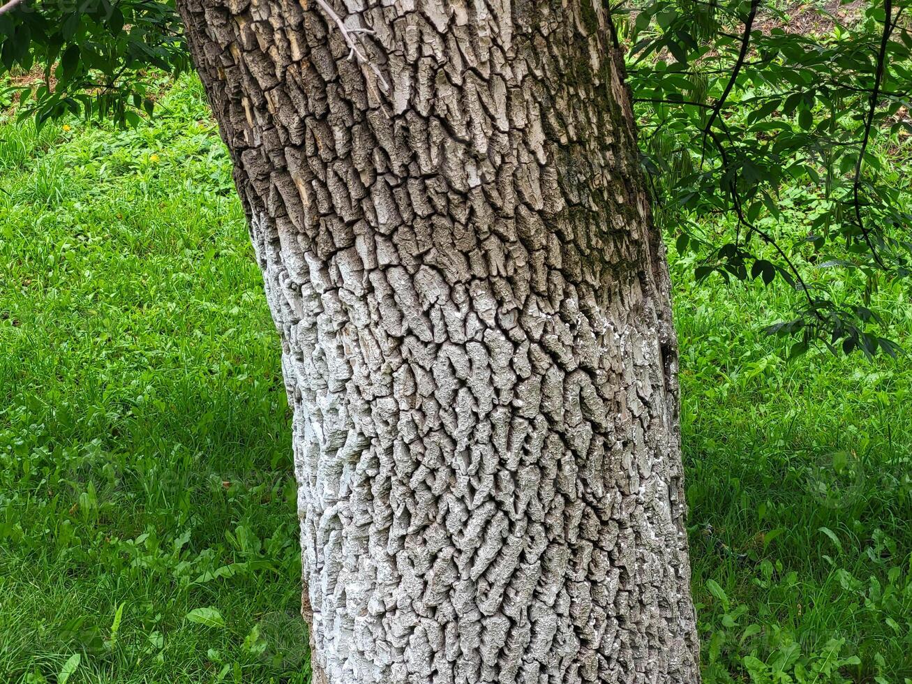 A whitewashed tree trunk in a green park on a clear sunny day photo