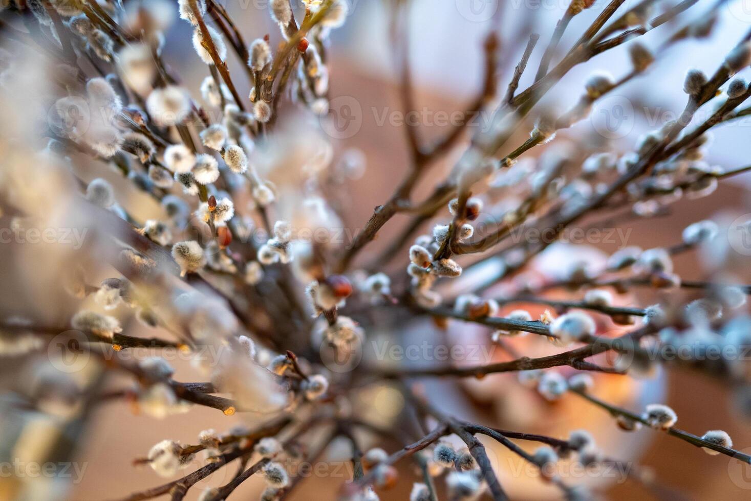 Close up view of willow branches, highlighting the soft, fuzzy texture of the buds and the intricate network of branches creating a beautiful spring decoration photo