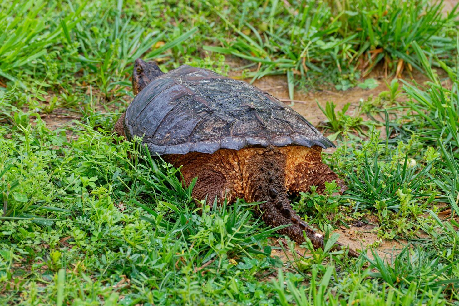 Backside of a snapping turtle photo