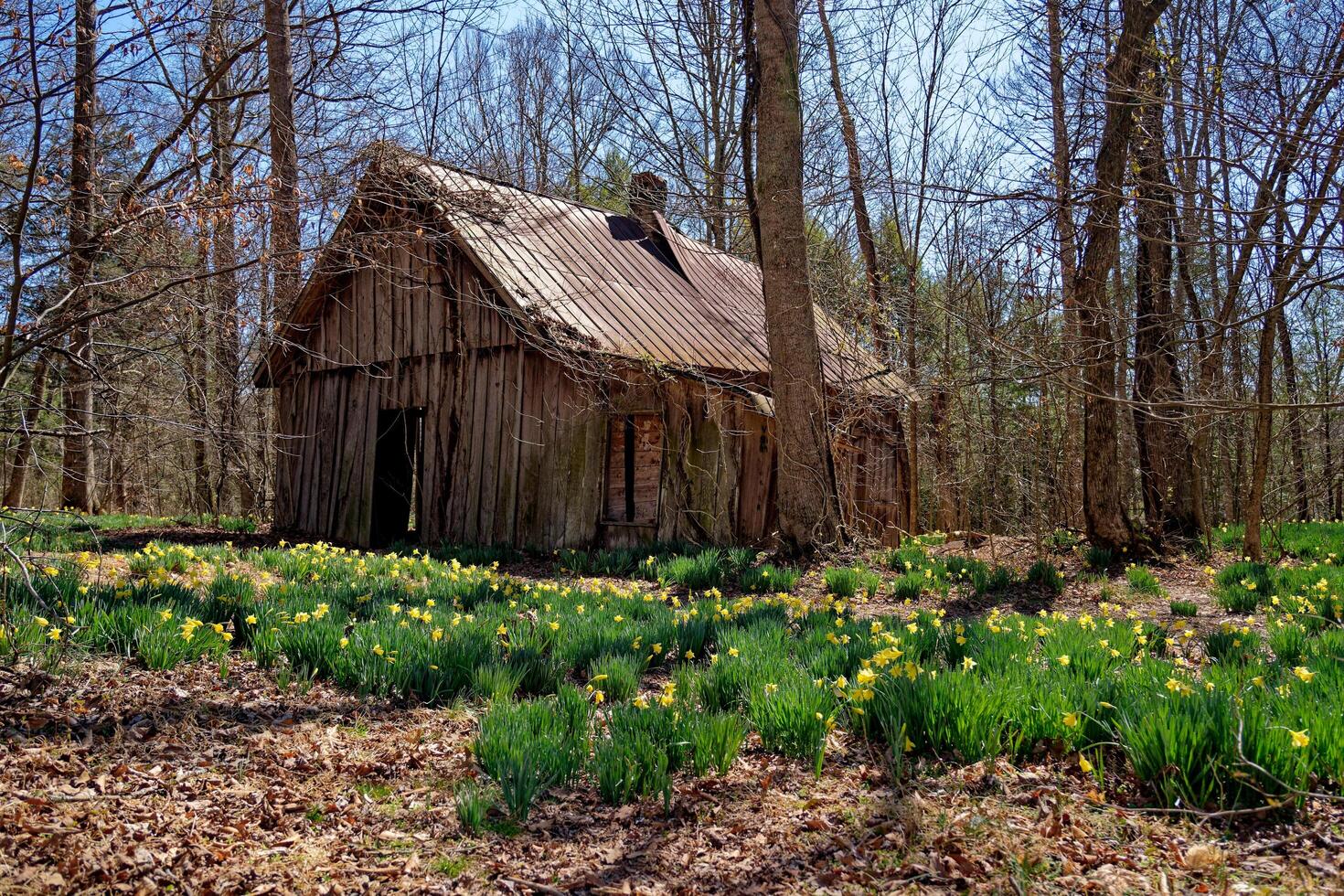 Abandoned house in the forest with daffodils photo