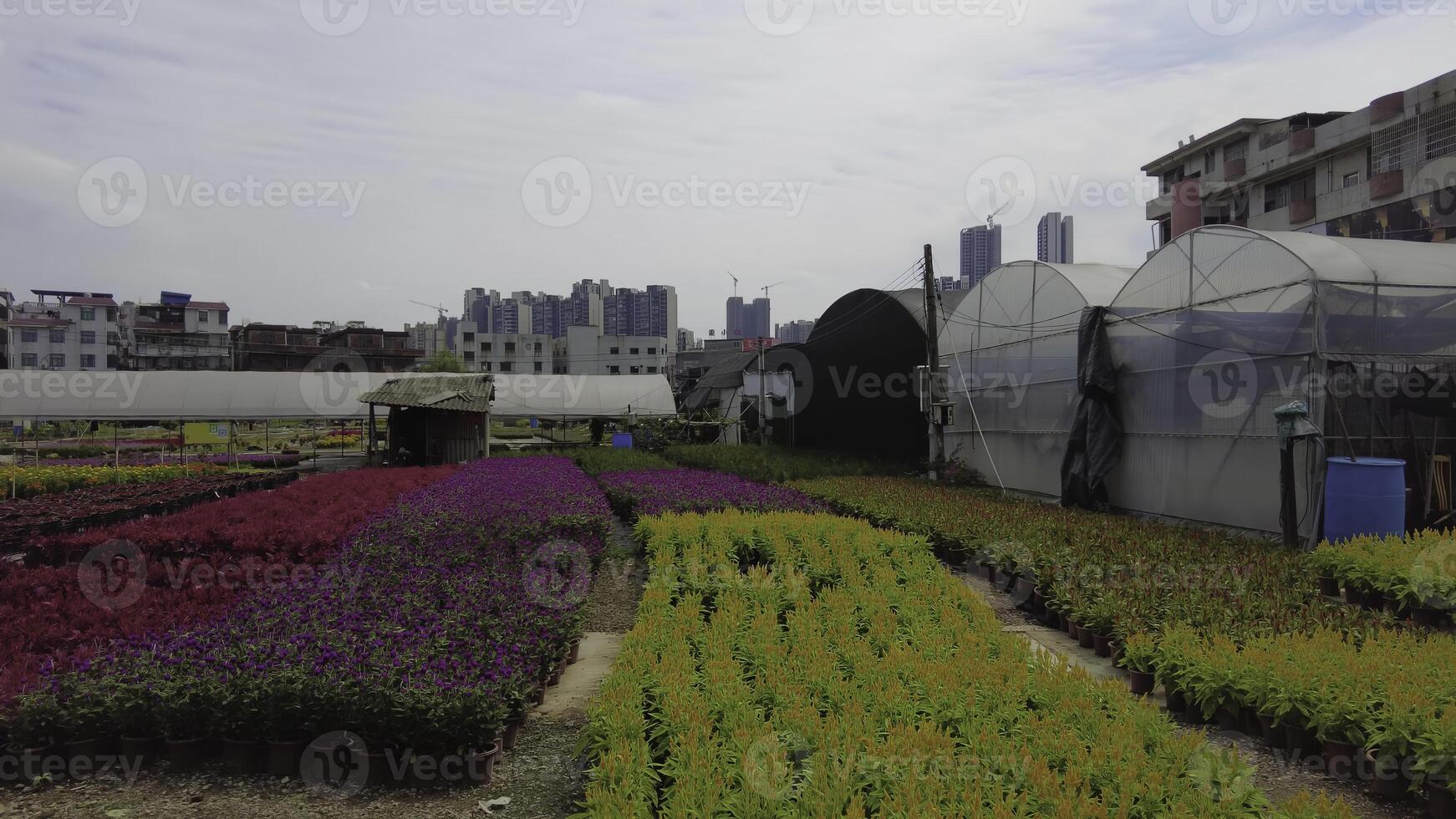 Explore the vibrant and colorful flower fields complete with greenhouses set against a city skyline. Media photo
