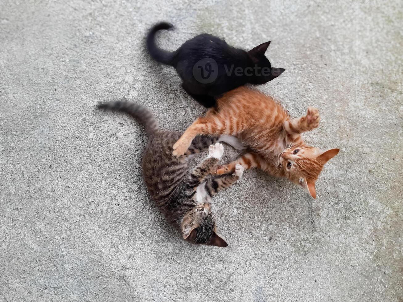 Three Playful Kittens Playing on Concrete Floor photo