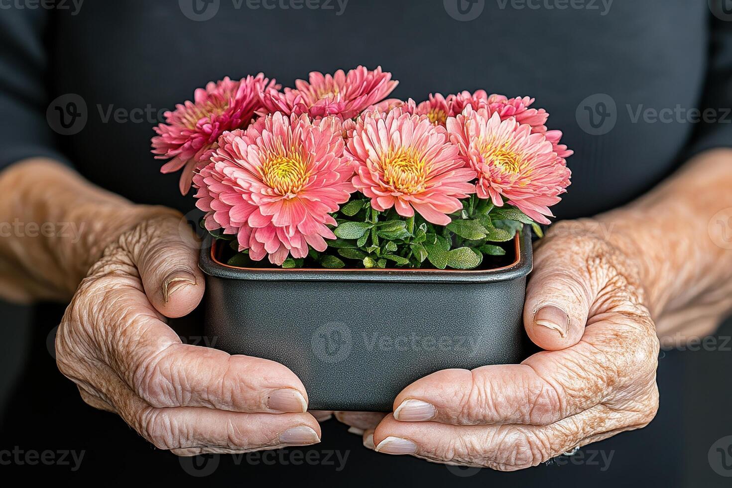 Elderly Hands Gently Holding Pink Chrysanthemum Flowers in Small Pot photo