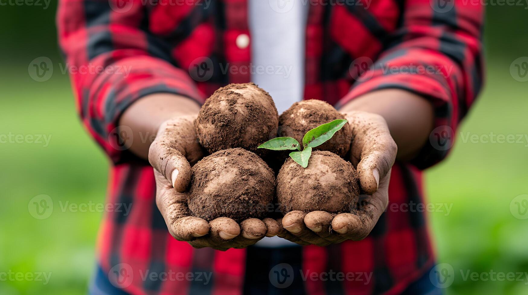 Dark Brown Soil Balls in Cupped Hands with Sprout photo