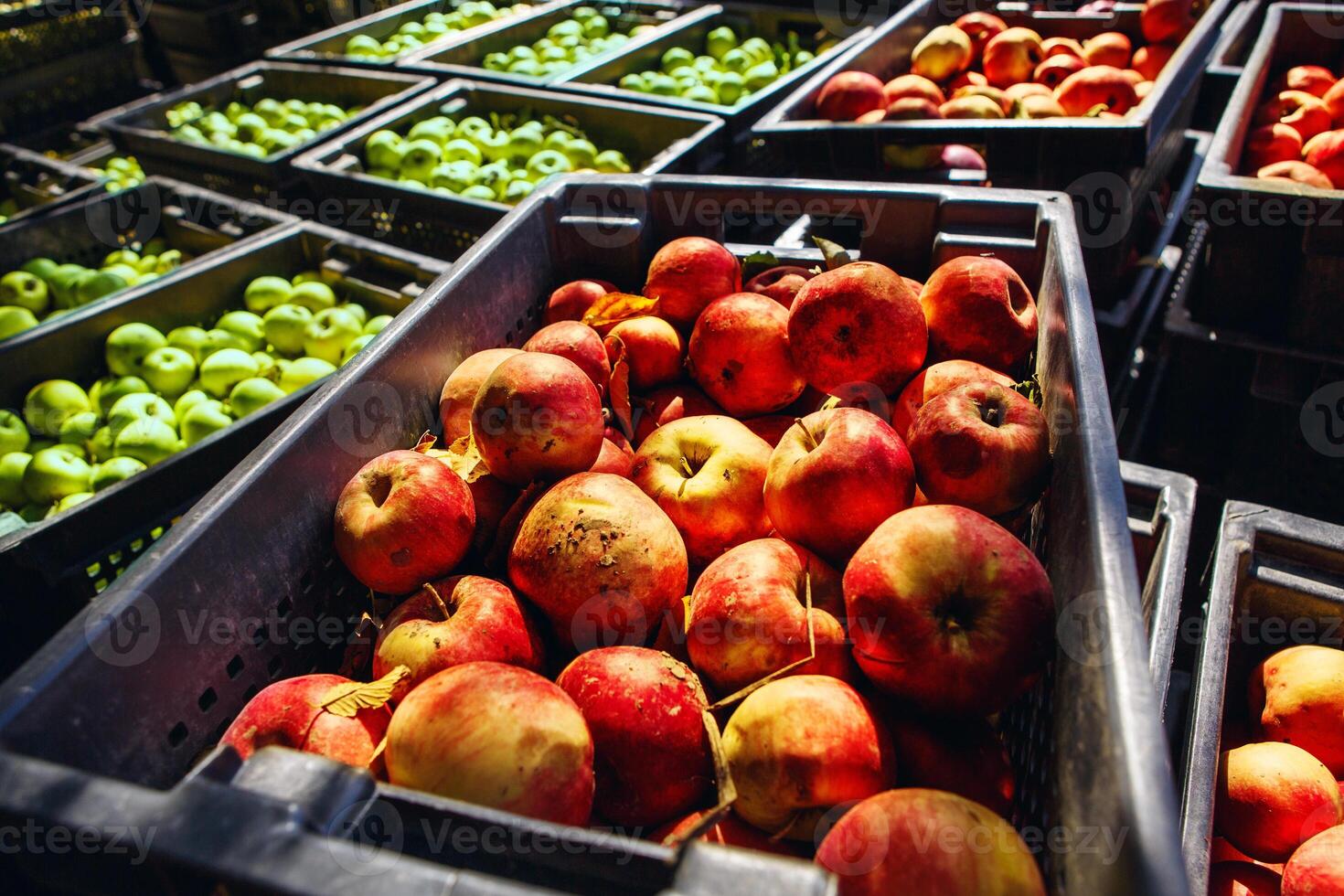 Harvest Time at the Orchard. Selecting the Finest Apples for Cider Making photo