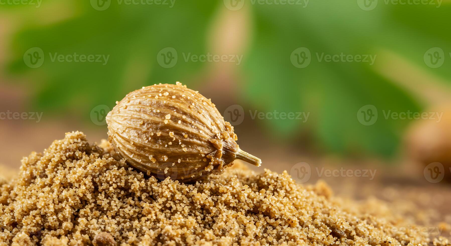 Coriander Seed and Powder Close-up with Green Herb Background for Culinary Use photo