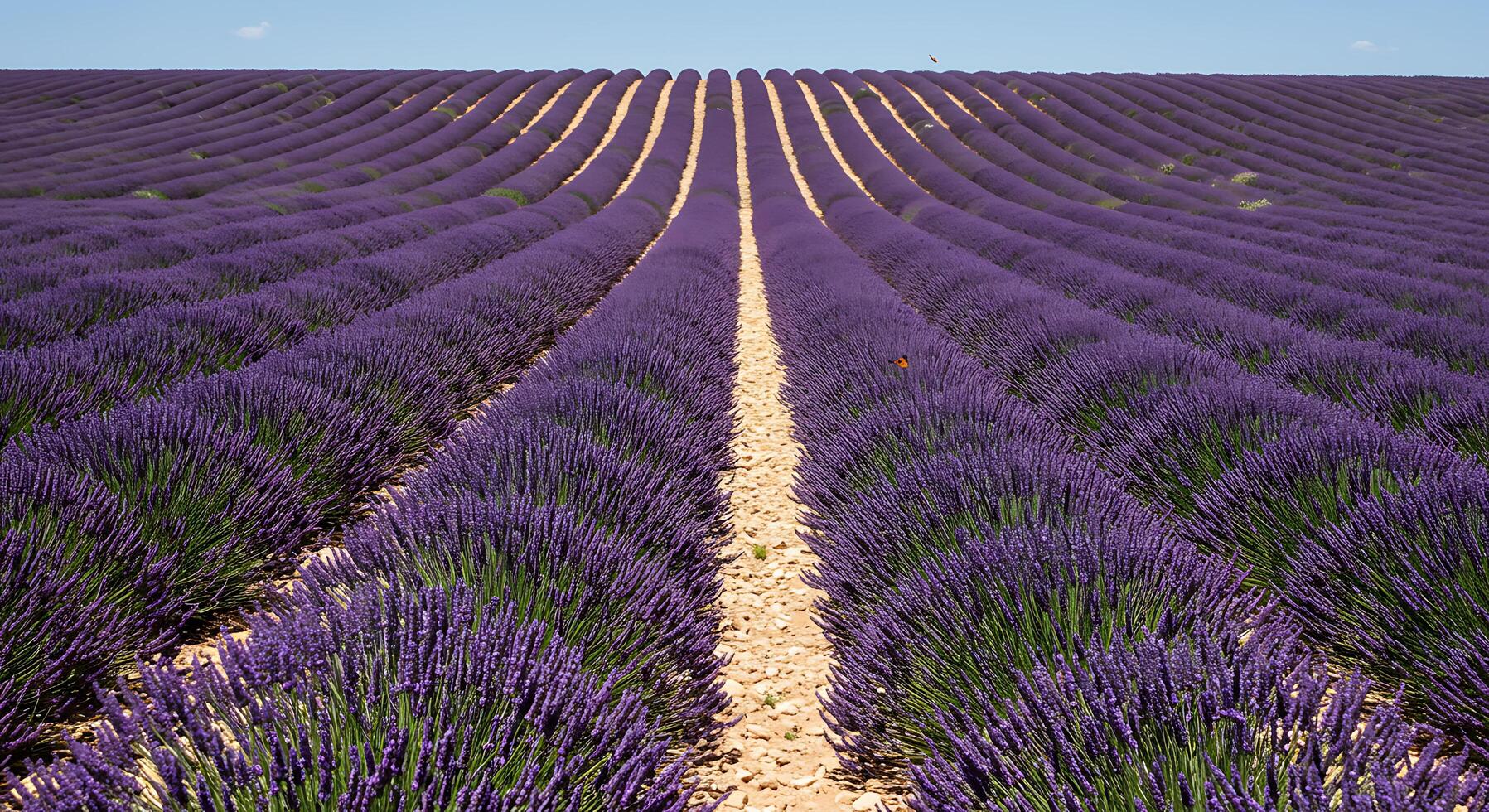 Lavender Field in Rows Under Clear Sky Landscape photo