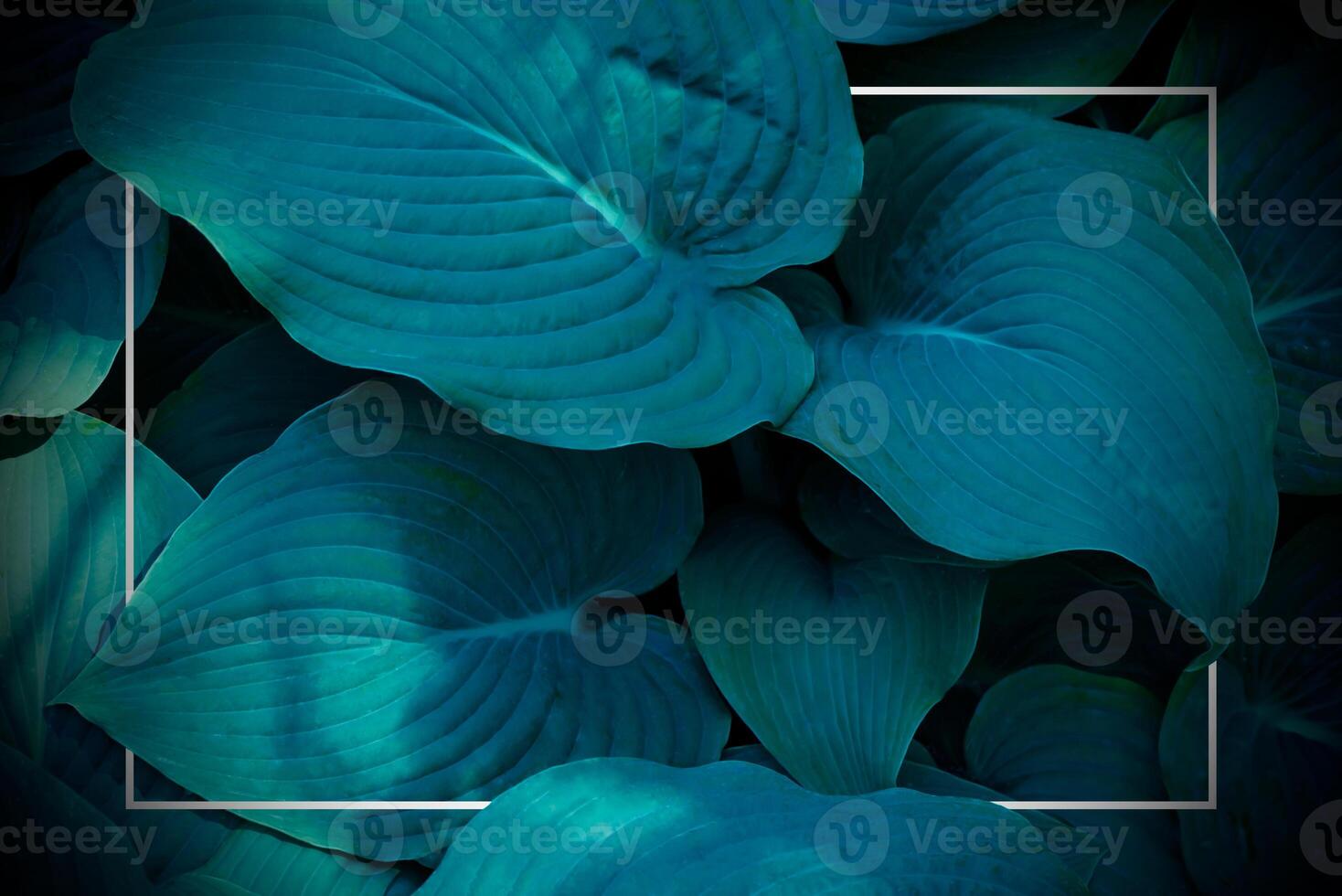 Blue leaves with a square frame in the middle photo