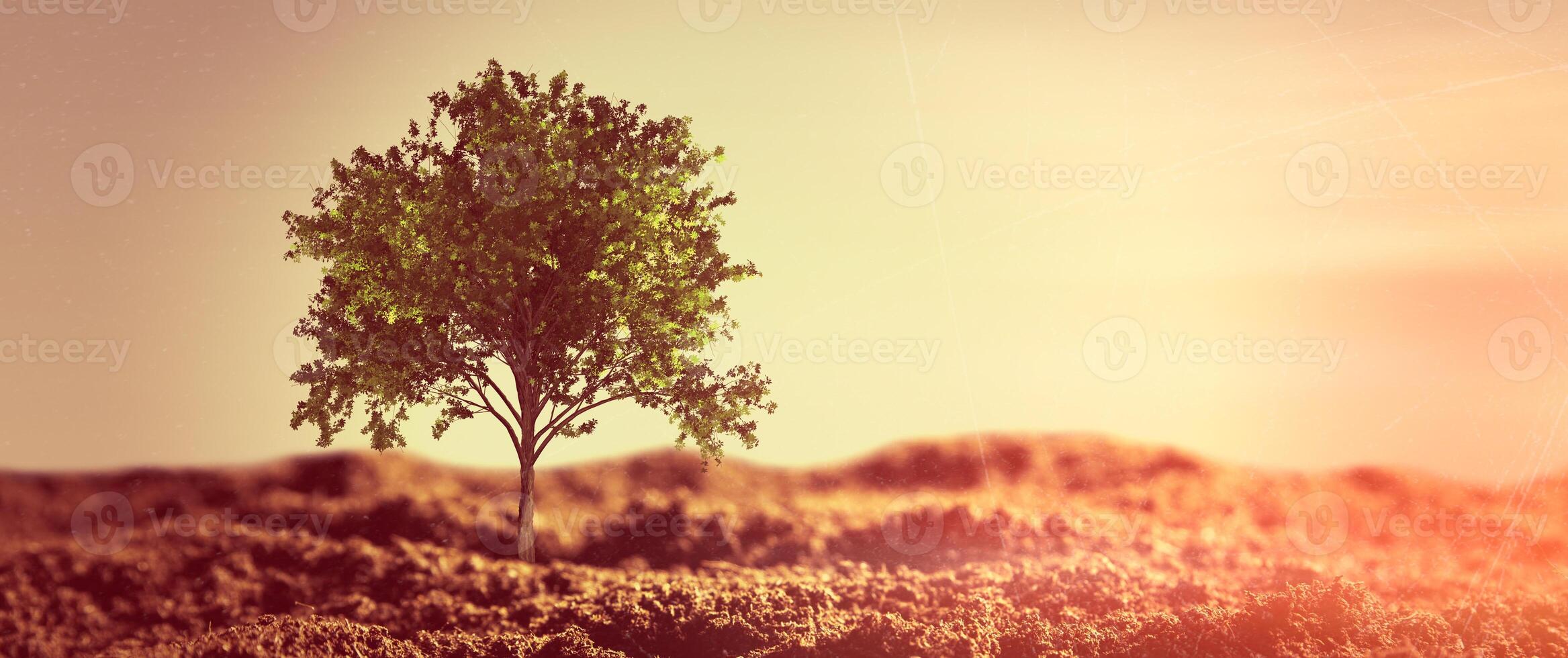 A tree is standing alone in the middle of a field photo