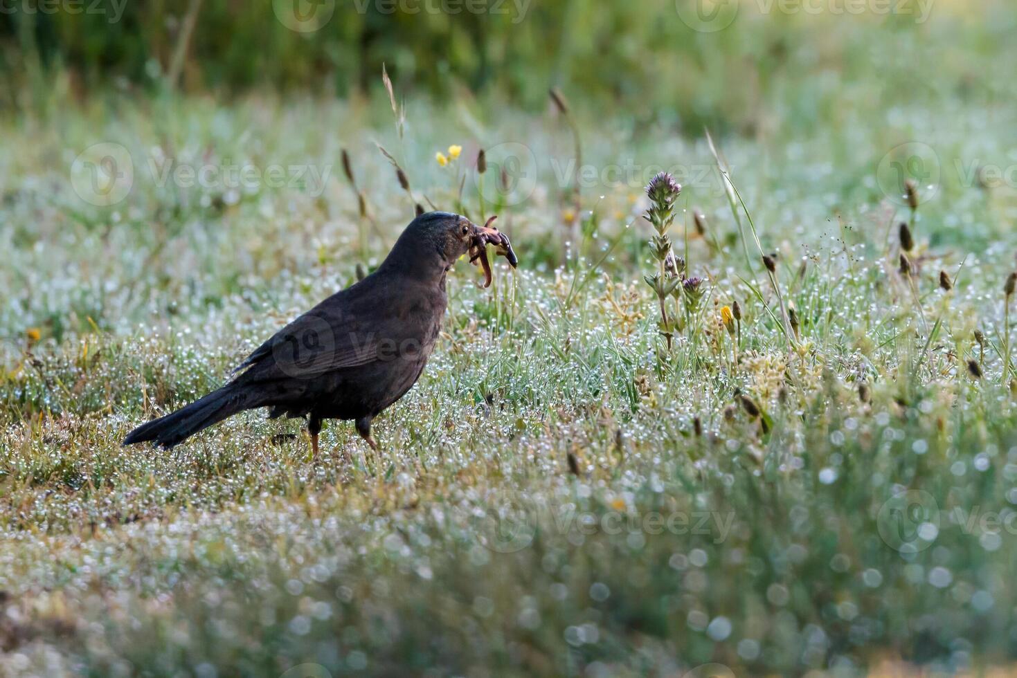 A black bird is standing in the grass photo