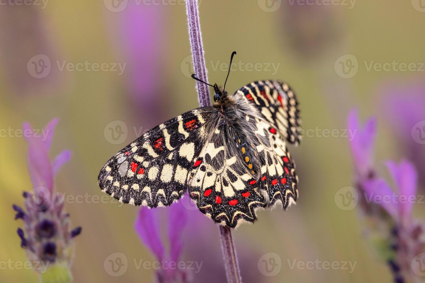 A butterfly sits on a purple flower photo
