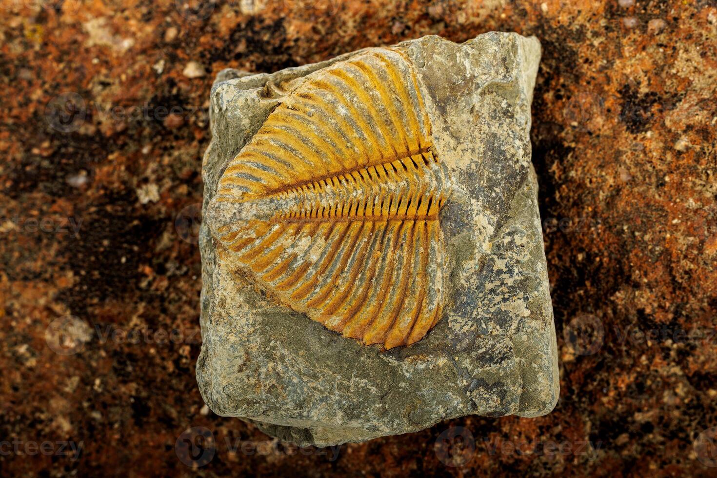 Detailed trilobite fossil embedded in rock with textured stone background photo