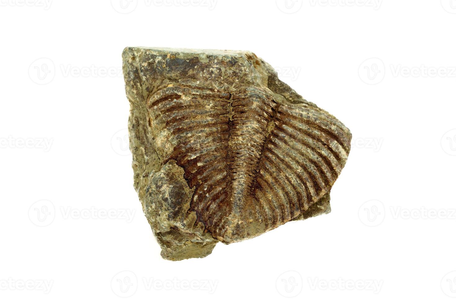 Trilobite fossil detail preserved in ancient rock. photo