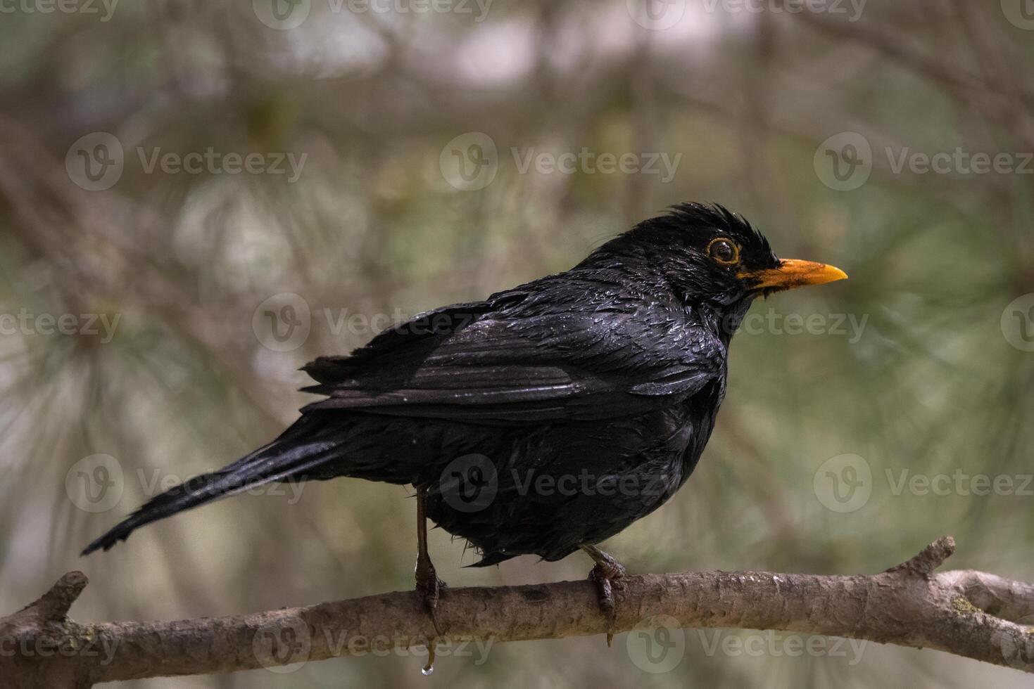 Male blackbird with wet feathers perched on a tree branch. photo