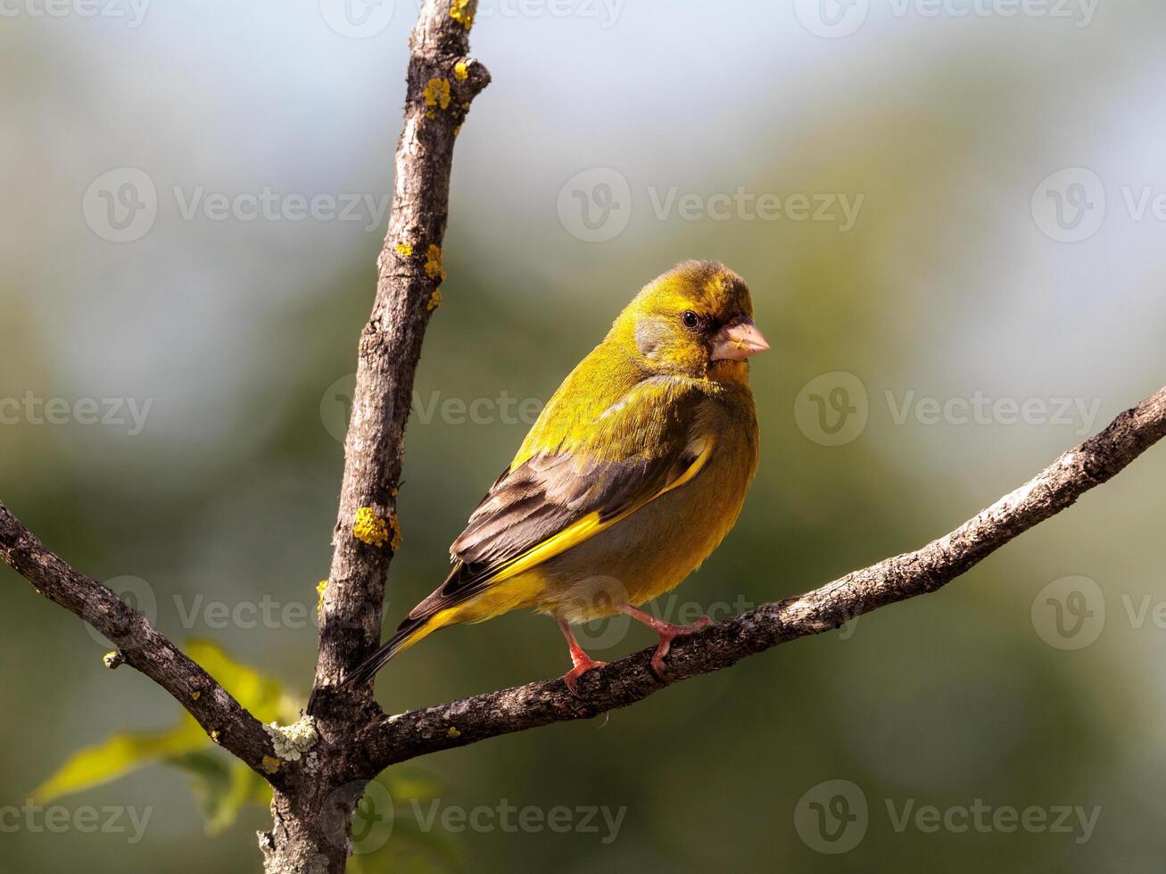 A yellow bird sitting on a tree branch photo