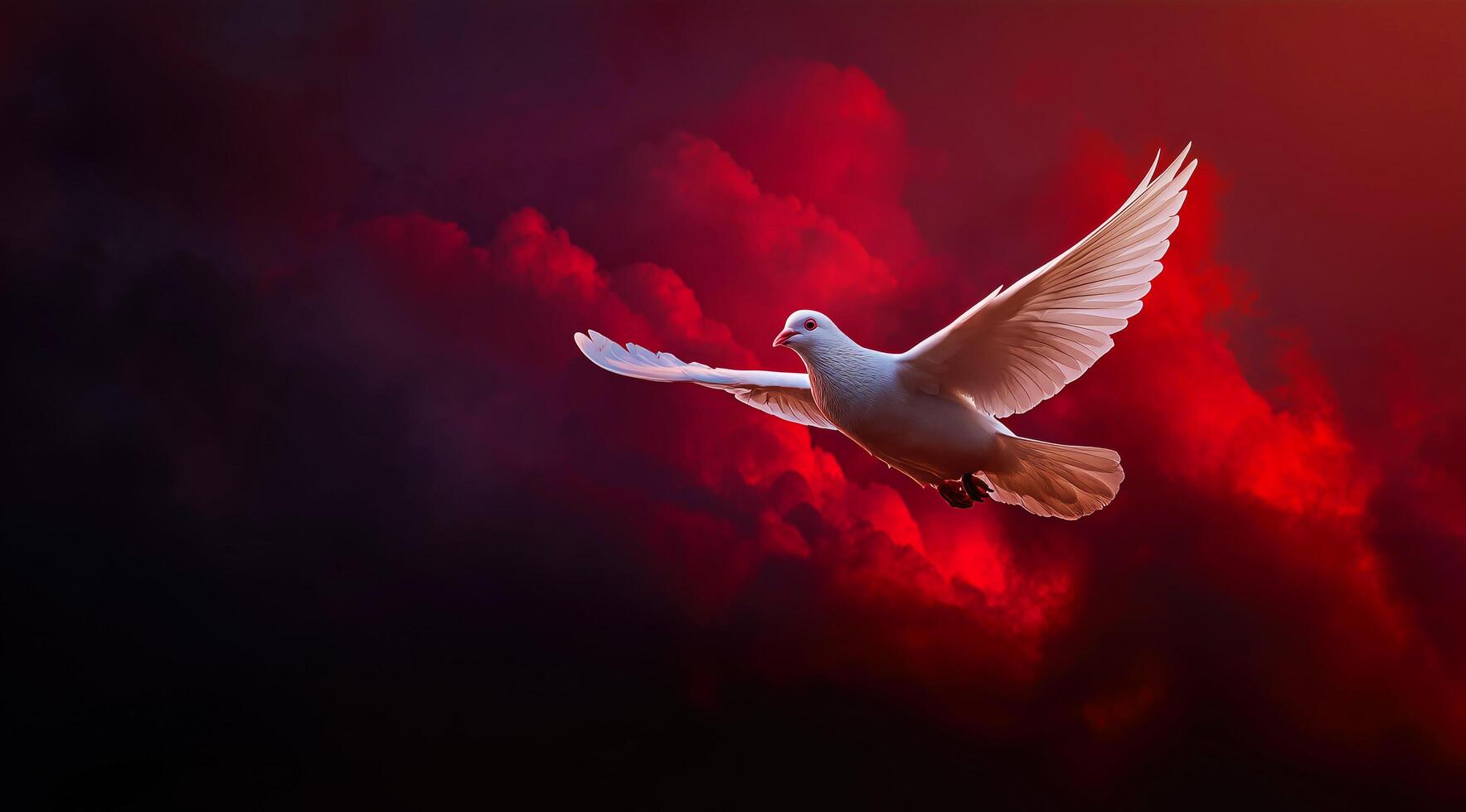 A white dove flying in the red sky photo