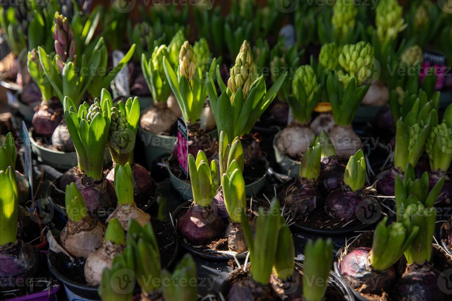 Young Hyacinthus orientalis bulbs in the ground in seedling trays in a garden shop - preparation for planting gardening flowers concept. photo