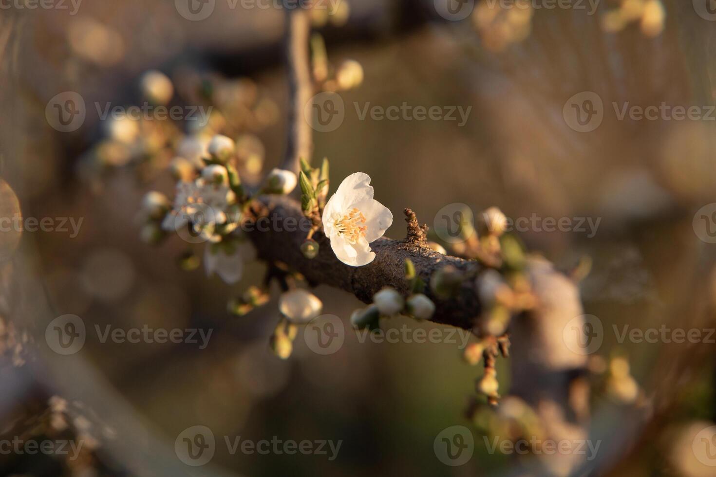 Blooming tree with white blooms in springtime. Horizontal. Close-up. Selective focus. photo