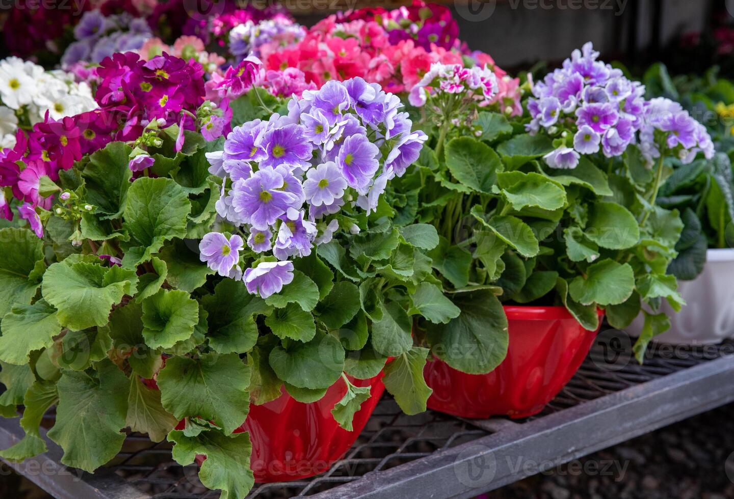 Beautiful spring primroses flowers - primula polyanthus or Perennial primrose in the garden shop at spring season. Horizontal. Close-up. Selective focus. photo