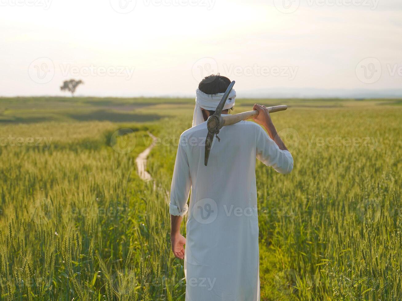 An Indian Pakistani farmer in traditional attire walks through a lush wheat field carrying a pickaxe on his shoulder. photo