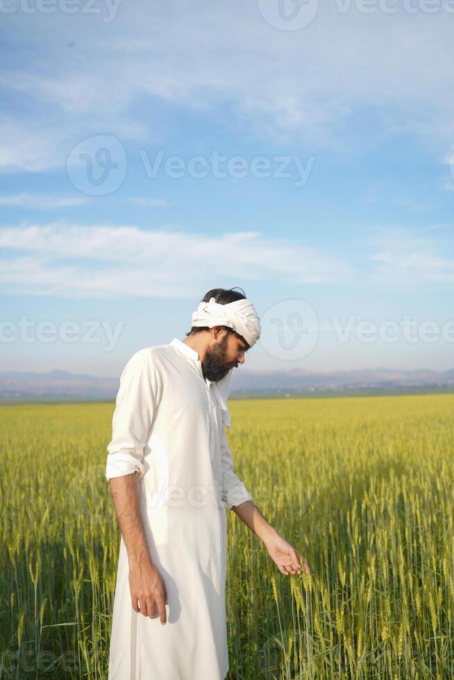 A Punjabi farmer in traditional white attire and turban inspects a lush wheat field under a clear blue sky. photo