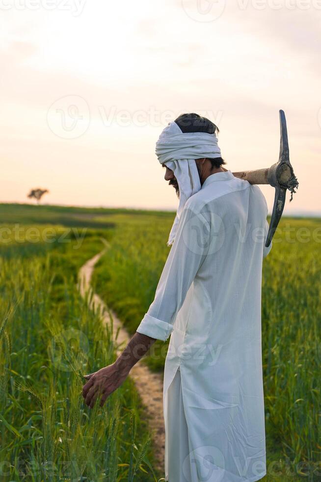 A farmer in traditional white clothing walks through a wheat field at sunset, gently touching the crops while carrying a pickaxe on his shoulder. photo