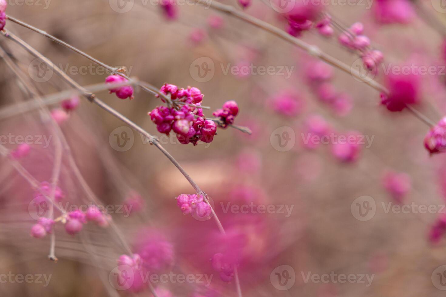 close-up of pink berries on thin branches, blurred natural background creating a soft autumn atmosphere photo