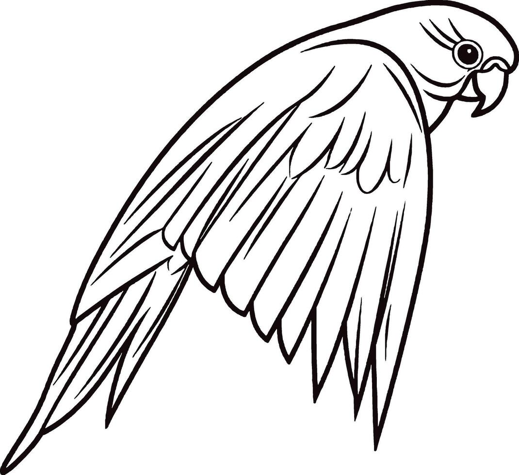 Step by Step Parrot Art Guide Perfecting Sketching for Vibrant Bird Illustrations vector