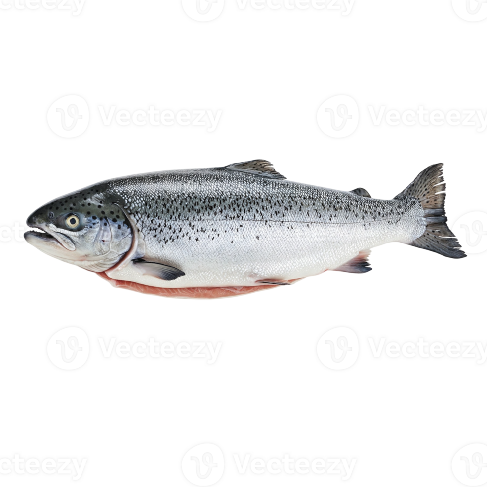 Realistic Salmon Fish Anatomy Close-Up png