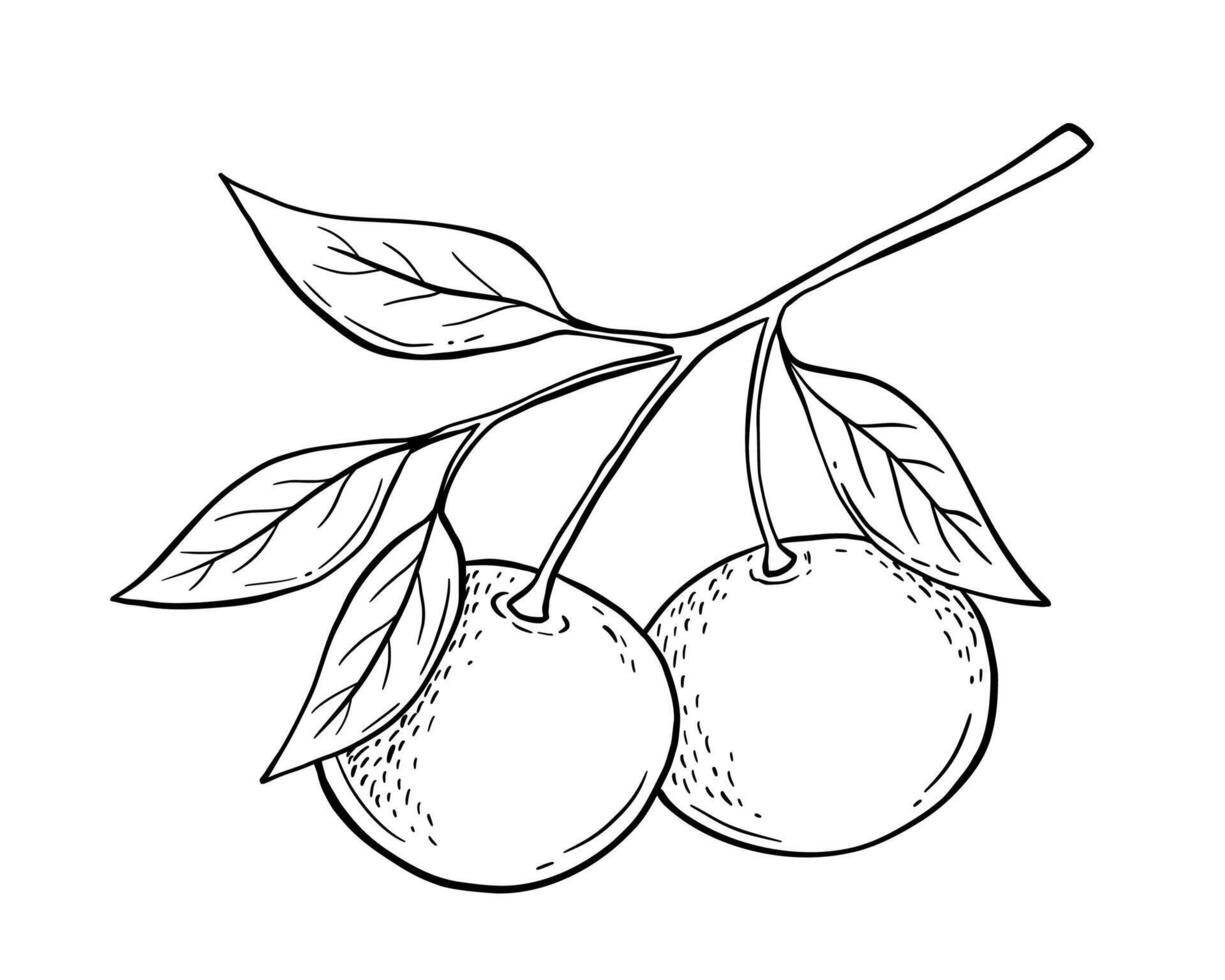Hand drawn sketch of tangerine fruit branch with leaves. isolated illustration. Engraved style drawing. vector