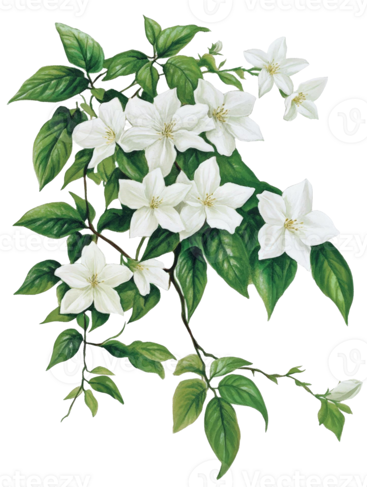 White Flowers and Green Leaves. png