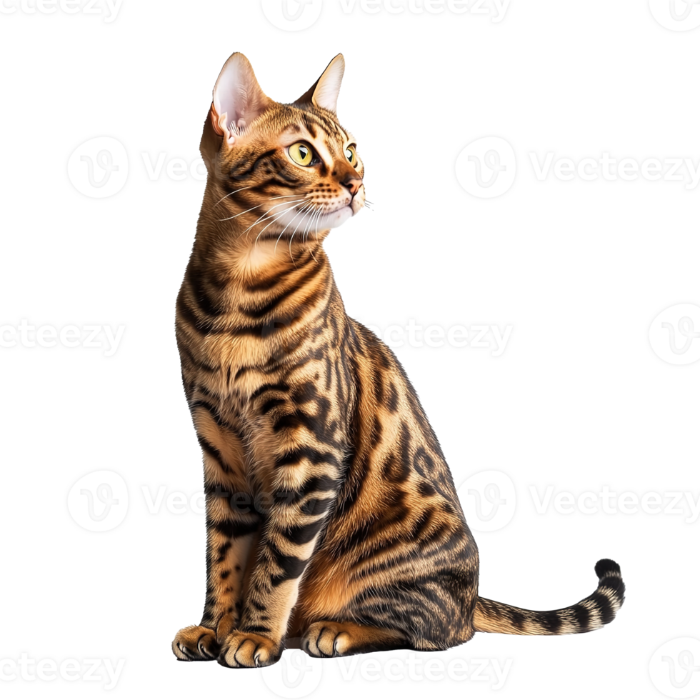 Bengal Cat Sitting in a Relaxed Position Isolated at Transparent Background png