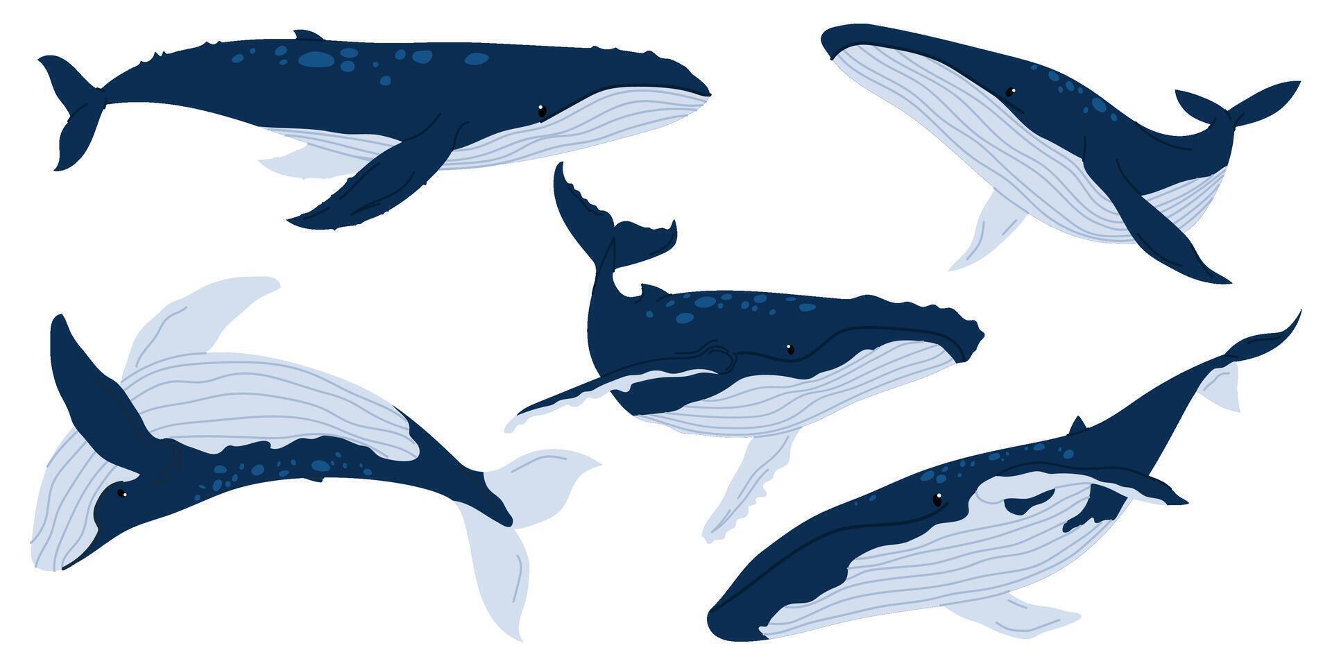 Blue whale set. Aquatic animals. Ocean mammals. Whale isolated on white background. Underwater world. vector