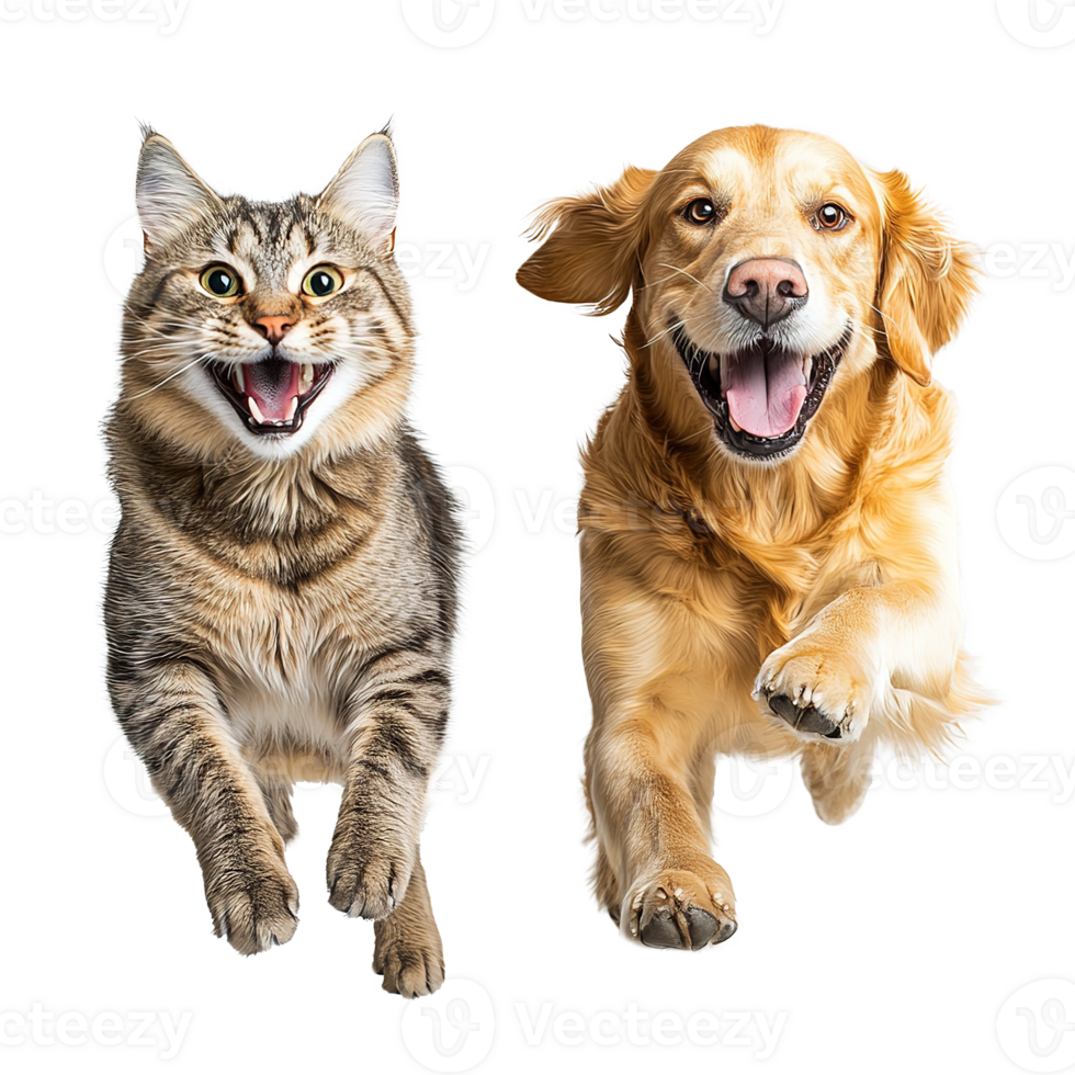 Playful Golden Retriever Puppy with Tabby Cat, Running and Playing Together, Animal Bond Isolated at Transparent Background png