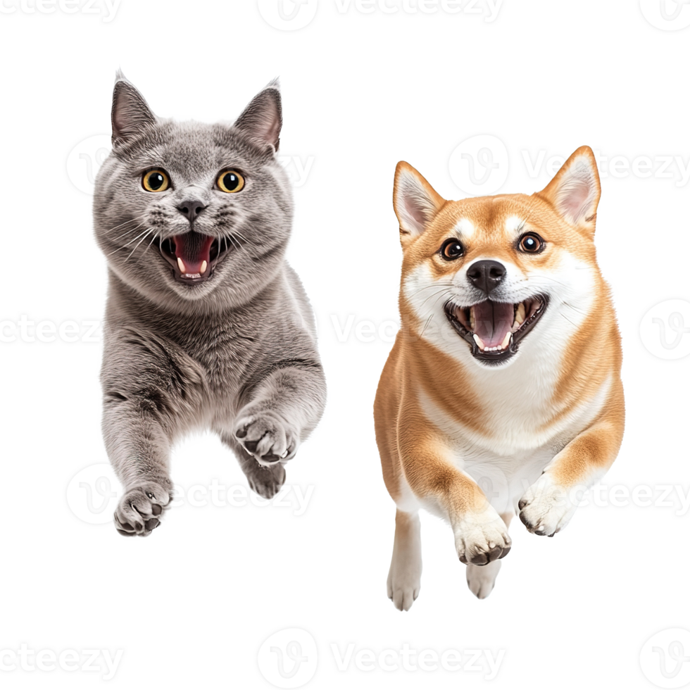 Happy Golden Retriever Puppy and Tabby Cat Running and Playing Together, Animal Friendship Isolated on Transparent Background png