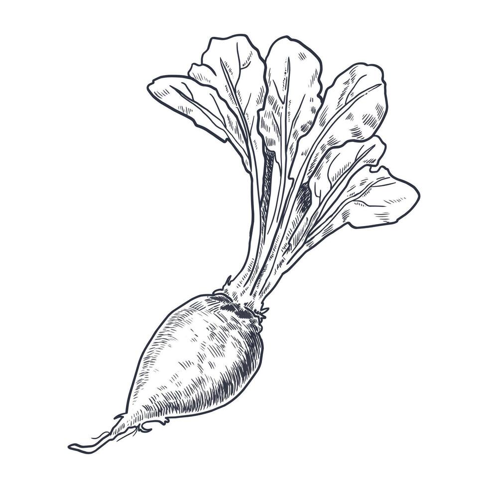 Detailed hand-drawn beetroot with leafy greens in engraving style. Perfect for restaurant menus, eco packaging, rustic prints, or organic branding designs. vector