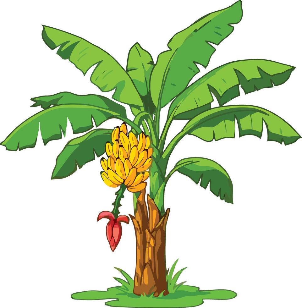 Banana Tree with Green Leaves and Yellow Bananas vector