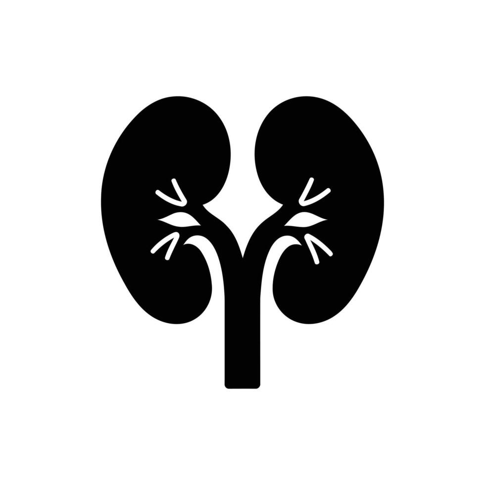 Anatomical Human Kidneys Illustration The Pair of Kidneys in The Human Body Organ System vector
